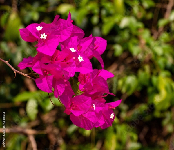 Obraz Purple Asian orchids with white inserts