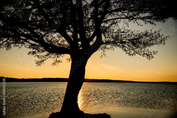 Fototapeta Tree silhouette lit up by setting sun over lake