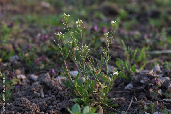 Obraz shepherd's bag