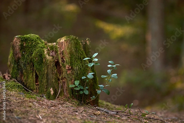 Obraz Spring sprouts growing on an old tree stump.