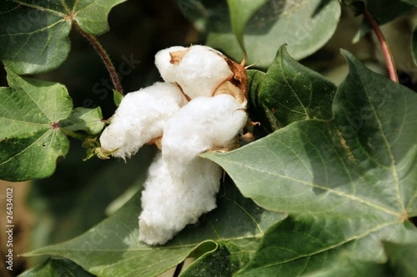 Obraz cotton