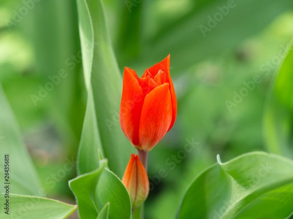Obraz Red garden tulip in spring