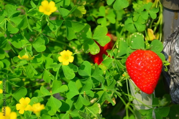 Obraz いちご　イチゴ　苺