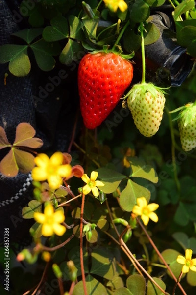 Obraz いちご　イチゴ　苺