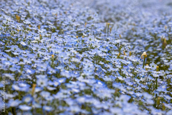 Fototapeta ネモフィラの丘