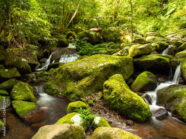 Fototapeta Rain Forest Waterfall