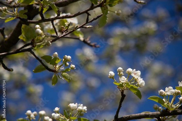 Obraz weiße Blüte unter blauen Himmel