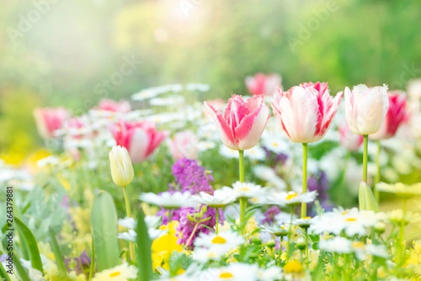 Obraz 春の花　花壇