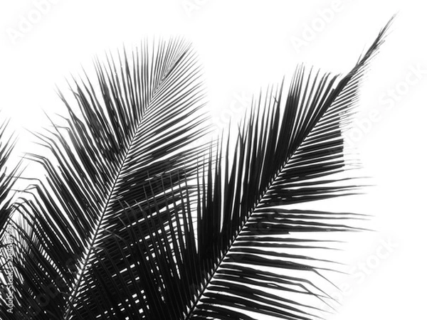Fototapeta beautiful coconut leaf on white background