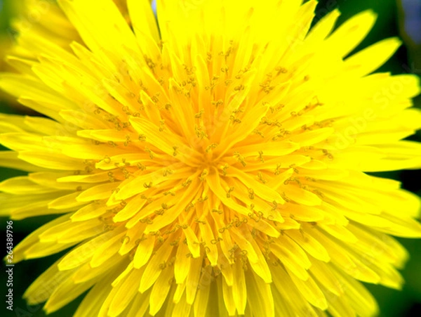 Fototapeta たんぽぽ