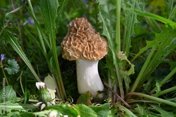 Fototapeta Morchel