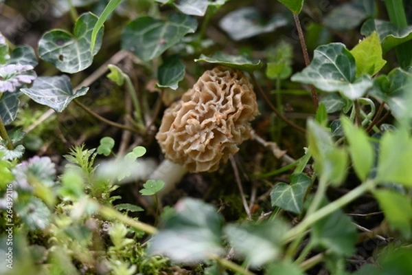 Fototapeta Morchel