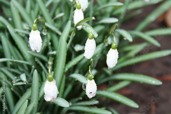 Obraz snowdrops
