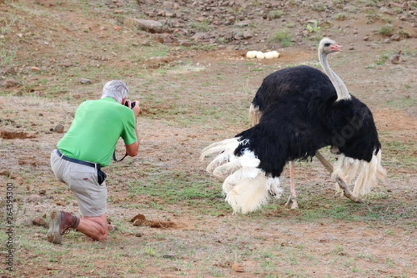 Obraz Straußen Männchen am Nest