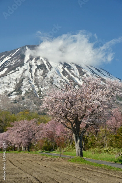 Fototapeta 羊蹄山と桜