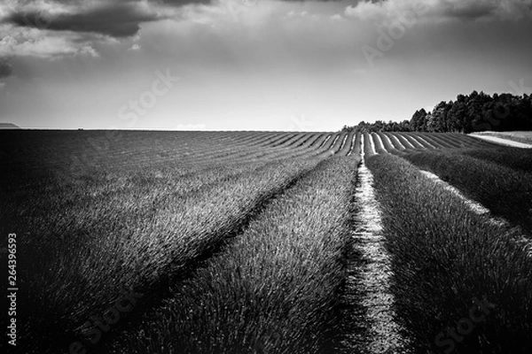 Obraz Fantastic black and white landscape of lavender fields and sunset sky clouds. Inspirational and dramatic nature background
