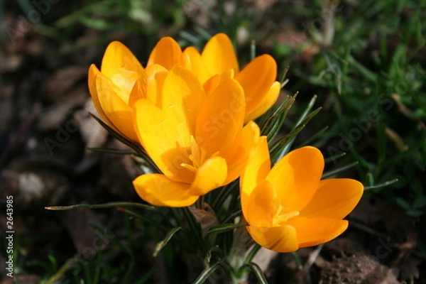 Obraz orange color crocus flowers in spring