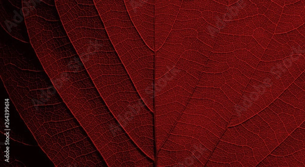 Obraz red leaf texture background ( teak leaf )