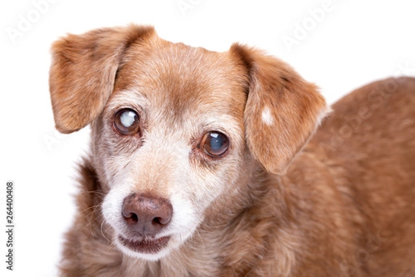 Fototapeta Senior dog with cataract in his eyes isolated on a white background.