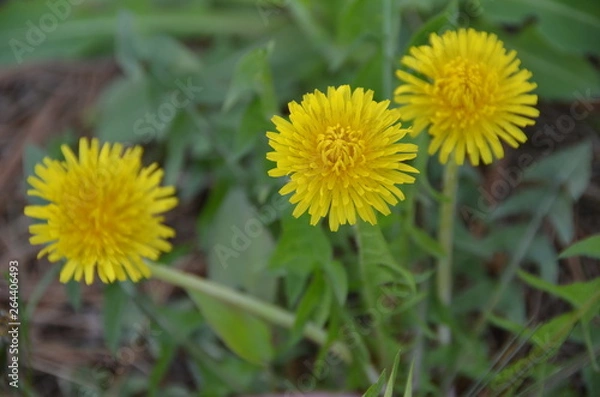 Fototapeta Three happy dandelions.