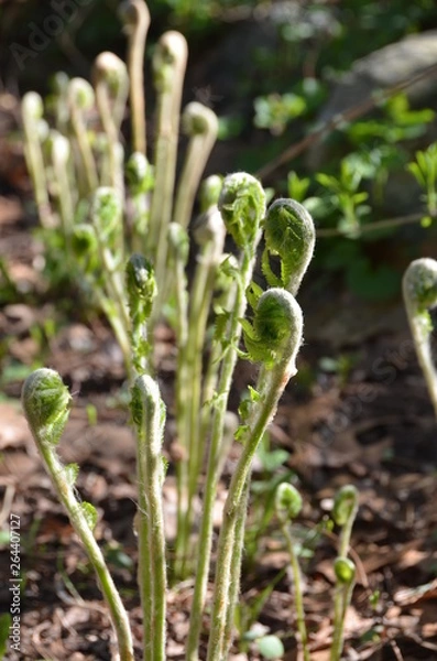 Fototapeta Ferns in the early spring.