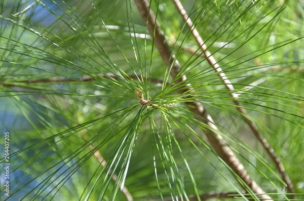 Fototapeta Beautiful pine branches.