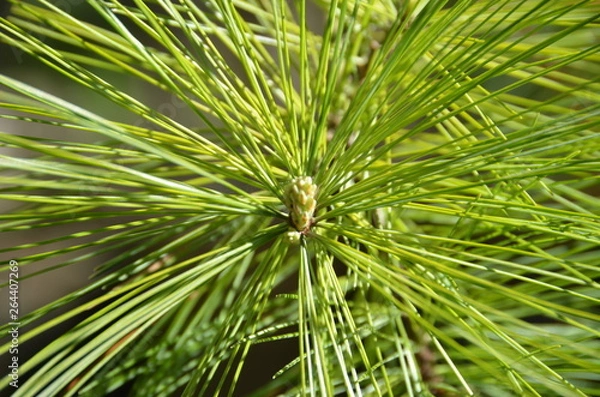 Fototapeta Beautiful pine branches.