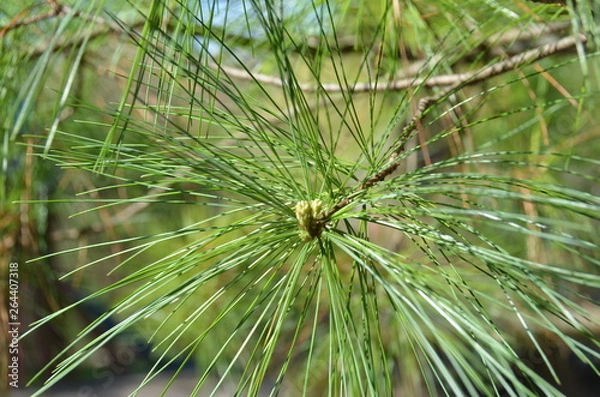 Fototapeta Beautiful pine branches.