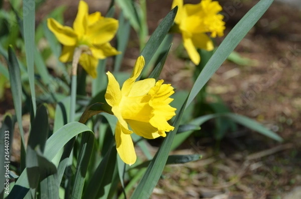 Fototapeta Daffodils are the most popular spring flowers.