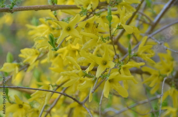 Fototapeta Forsythia bushes bloom in early spring and bear vibrant, yellow flowers.