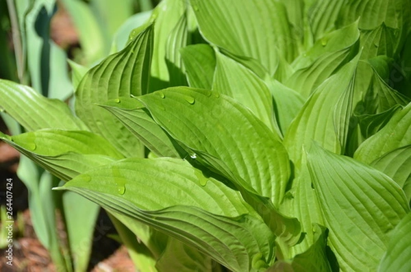 Fototapeta Hosta plan early in the morning. 