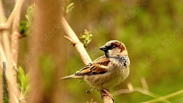 Fototapeta sparrow