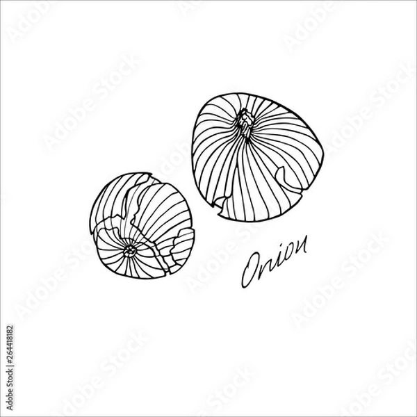 Fototapeta Onion hand drawn sketch with lettering