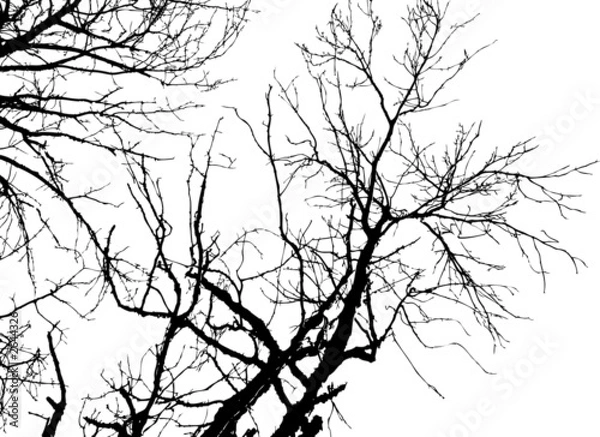 Obraz tree silhouette