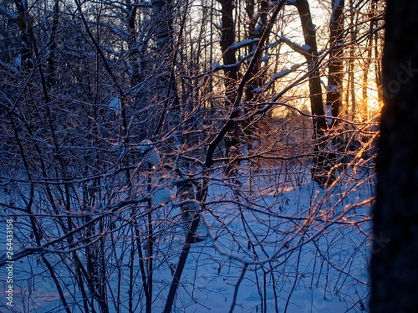 Obraz sunset in winter through the trees