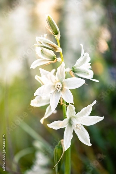Fototapeta Spring flower