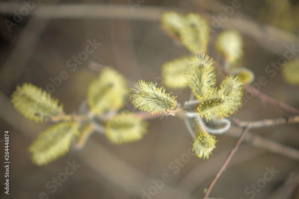 Obraz Blooming willow with yellow chickens on the branches