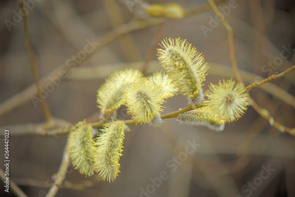 Obraz Blooming willow with yellow chickens on the branches