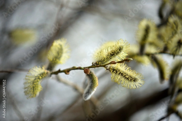 Obraz Blooming willow with yellow chickens on the branches
