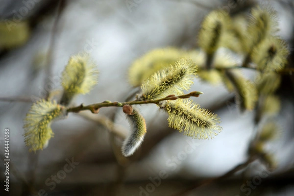 Obraz Blooming willow with yellow chickens on the branches