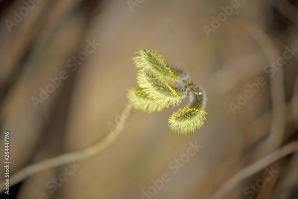 Obraz Blooming willow with yellow chickens on the branches