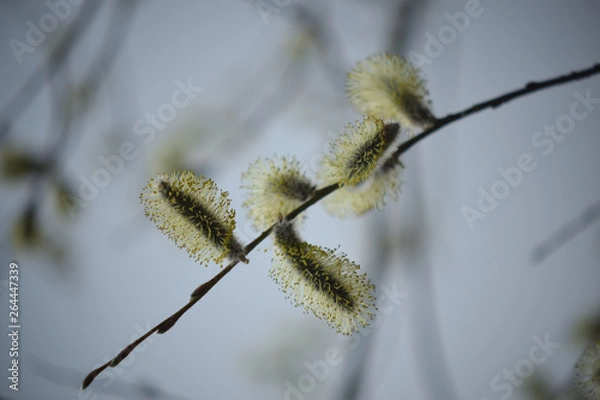Obraz Blooming willow with yellow chickens on the branches