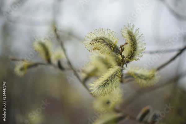 Obraz Blooming willow with yellow chickens on the branches