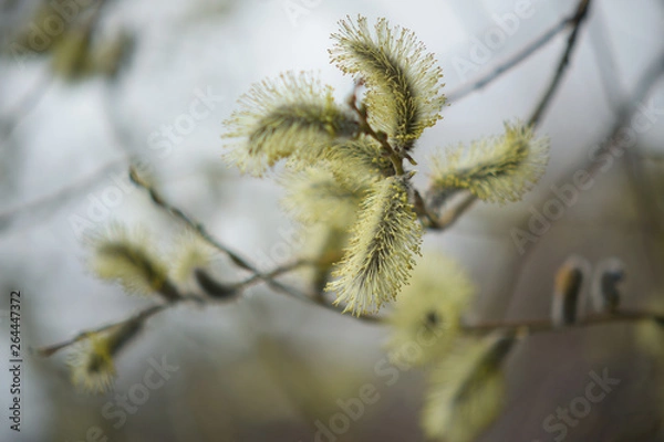 Obraz Blooming willow with yellow chickens on the branches
