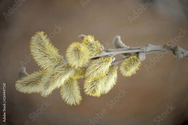Obraz Blooming willow with yellow chickens on the branches