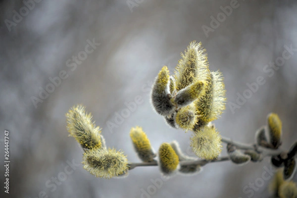 Obraz Blooming willow with yellow chickens on the branches