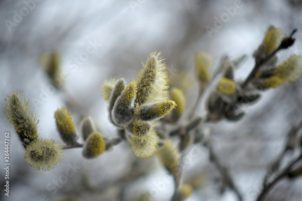 Obraz Blooming willow with yellow chickens on the branches