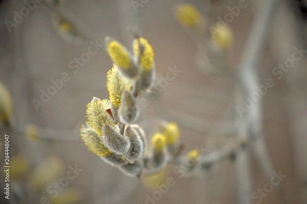 Obraz Blooming willow with yellow chickens on the branches
