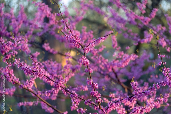 Fototapeta Pink flowering redbud tree in the spring