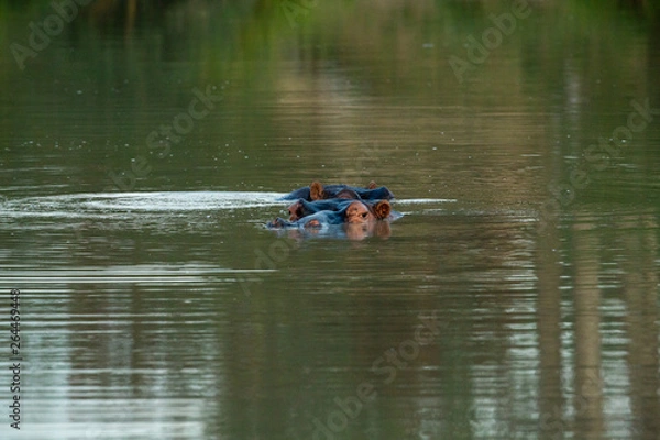 Obraz A hippo in the water flicking its ears
